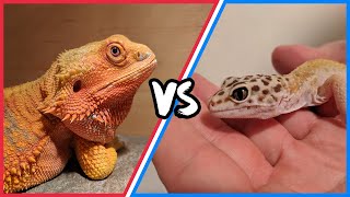 Bearded Dragon Verses Leopard Gecko Which Reptile Is Right For You [upl. by Saoj432]