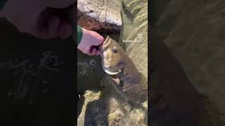 Huge Colorado smallmouth 😳 Follow for daily fishing content 💥 fish fishing bass release viral [upl. by Waller]