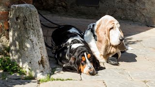 Are Basset Hounds Prone to Barking [upl. by Giustino]