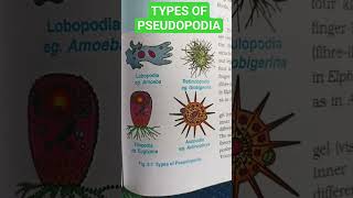 TYPES OF PSEUDOPODIA [upl. by Ariajay497]