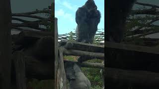 Silverback gorilla feels tired after chest pounding gorilla lengai upala [upl. by Wolliw]