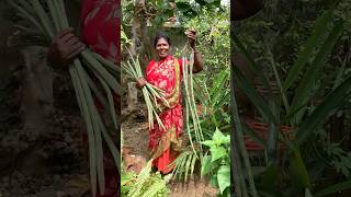 உச்சாணிக்கொம்புல தான் இருப்பேன் 🤣Fertilizers for drumstick treenaturehealthylivingshorts [upl. by Guthry]