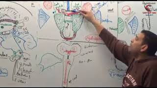 Dr Ahmed Elzainy 3rd ventricle Neuroanatomy الدكتور احمد الزيني [upl. by Anaek]