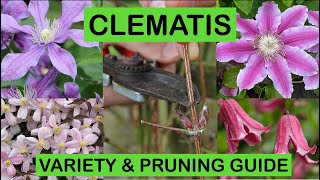 CLEMATIS VARIETY amp PRUNING GUIDE – How to prune and great varieties to grow [upl. by Ailugram]