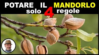 POTARE IL MANDORLO solo 4 REGOLE prune the almond tree podar almendro बादाम के पेड़ को छाँटें [upl. by Llerryt587]