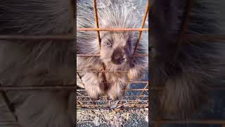 Adorable Porcupine Making The Cutest Noises [upl. by Tecu]