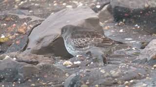 Purple Sandpiper Calidris maritima Brouwersdam ZH the Netherlands 22 Nov 2024 6 [upl. by Opal]