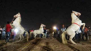 3 Horses Dancing 🦄 on Music Beat Unbelievable [upl. by Crandall258]