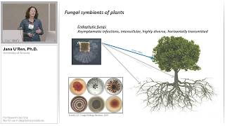 Phylogenetic Insights into the Endophyte Symbiosis using PacBio Ribosomal DNA Sequencing [upl. by Yssac471]