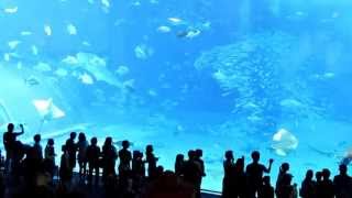 水族館大魚突然死亡 Sudden death of a fish in Okinawa aquarium沖縄美ら海水族館に突然死亡した魚 [upl. by Wordoow]