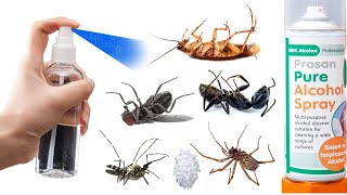 9 Best Methods to Get Rid of Pests with Alcohol Spray [upl. by Alrak977]