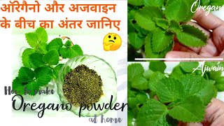 Diff between oregano and ajwain plants  How to make Oregano powder at home  Prerna Quick Ideas [upl. by Bertrand]