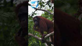 Guardians of the Jungle The Wild Orangutans of Kalimantan indonesia kalimantan orangutans [upl. by Sauers]