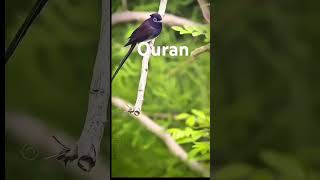 Quran Recitation ♥️ quran quranrecitation quranicvoice nature birds [upl. by Luebke]