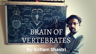 BrainComparative anatomy of vertebrates [upl. by Cecilla204]