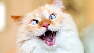 Male Cat In Heat Sounds  Male Cat Calling Female  Male Cat Mating Call  Cat Sound  Cat Noises [upl. by Nhoj559]