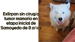 Extirpan sin cirugía tumor mamario en etapa inicial de Samoyedo de 8 años [upl. by Nnasor]