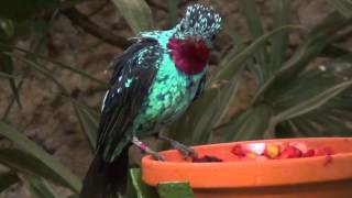 Spangled Cotinga [upl. by Gabler986]