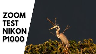 Wildlife Zoom Lens With Nikon P1000  Wildlife Photography [upl. by Errised]