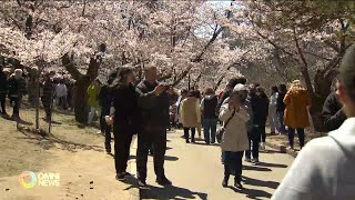 海柏公園櫻花盛開 遊人如鯽水洩不通  OMNI News Cantonese [upl. by Arej]