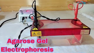 Agarose Gel Electrophoresis  Running of Gel Electrophoresis  Process of Gel Electrophoresis [upl. by Nepets]