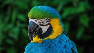 Blue and Gold Macaw  Blue and Gold Macaw sounds  Blue and Gold Macaw calls [upl. by Remy]