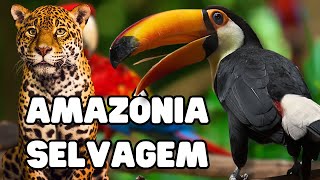 AMAZÔNIA SELVAGEM  Documentário  ANIMAIS DA AMAZÔNIA  Vida Selvagem [upl. by Haleehs]