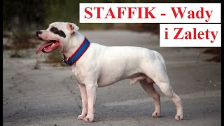 STAFFIK  Wady i Zalety [upl. by Ojytteb]