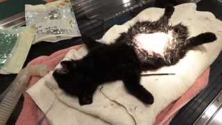 Miracle Kitten Survives Emergency Surgery [upl. by Schober554]