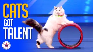 Cats Got Talent Every Cat Audition on Talent Shows [upl. by Ihtraa437]