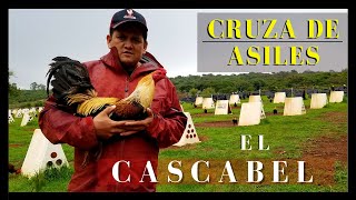 Gallos ASILES y ORIENTALES son mejores en cruza con otras razas  RANCHO EL CASCABEL Jorge Gómez [upl. by Chere]