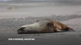 Argentina en alerta por brote de gripe aviar en lobos marinos [upl. by Benco]