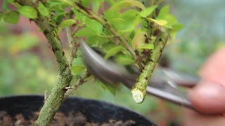 Japanese  ornamental holly bonsai [upl. by Lilah]