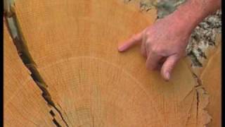 How Tree Rings Tell About Climate [upl. by Cormack]