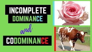 Incomplete Dominance and Codominance Non Mendelian Genetics [upl. by Weiner263]