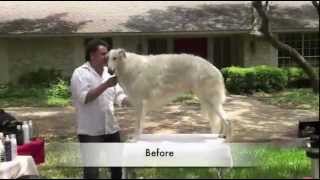 Grooming the Borzoi  Part 1 [upl. by Elirpa]