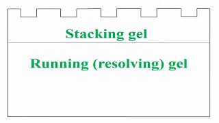 Components of SDSPAGE Protocol [upl. by Catt]