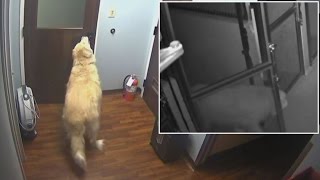 How This Clever Dog Escaped From The Kennel While Family Was On Vacation [upl. by Brennen424]