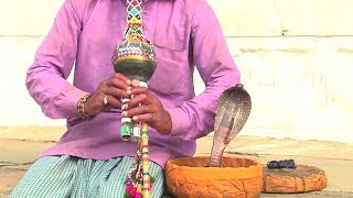 Indian Snake Charmer  Flute  Pushkar Rajasthan [upl. by Eitsim]