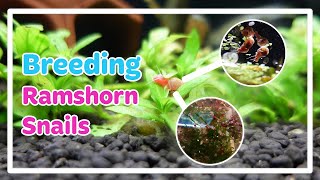 RAMSHORN SNAILS  CARE amp BREED [upl. by Ayaj217]