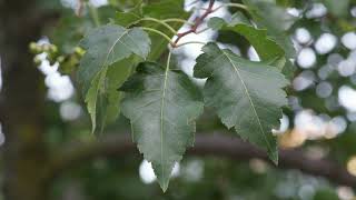 Crataegus phaenopyrum  Washington Hawthorn [upl. by Aran]