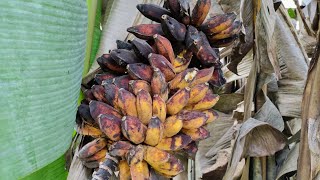 Pisang Kepok  harvesting overripe Saba  Abu Banana Musa x balbisiana [upl. by Lraep]