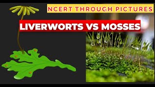 Plant kingdom  05  Liverworts vs Mosses  Class 11  NCERT  NEET  NCERT through pictures [upl. by Siramad446]