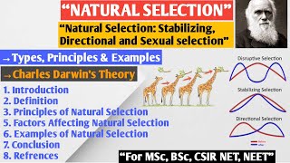 Natural Selection  Stabilizing Selection  Directional Selection  Disruptive Selection [upl. by Adnohs]