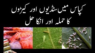 Pest Attacks on Cotton Crop  Kapas ki Behtreen Pedawar Kesay Hasil Karin [upl. by Aivirt]