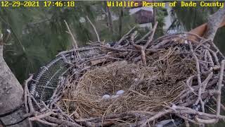 WRDC Eagle Nest Cam 29122021 1743 [upl. by Treblihp876]