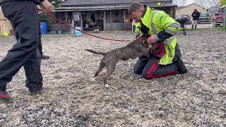 Ingles Bull Terrier working dog training [upl. by Vivl]