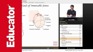 Articulations and Joints [upl. by Danyelle]