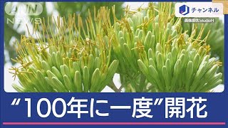 “100年に一度”幻の花が咲いた！横浜の中央分離帯にリュウゼツラン【スーパーJチャンネル】2024年7月15日 [upl. by Aleac555]