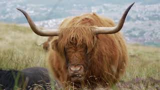 Swanston Farm Highland Cows [upl. by Anegal220]